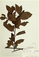 藏品(臺灣山桂花)的圖片